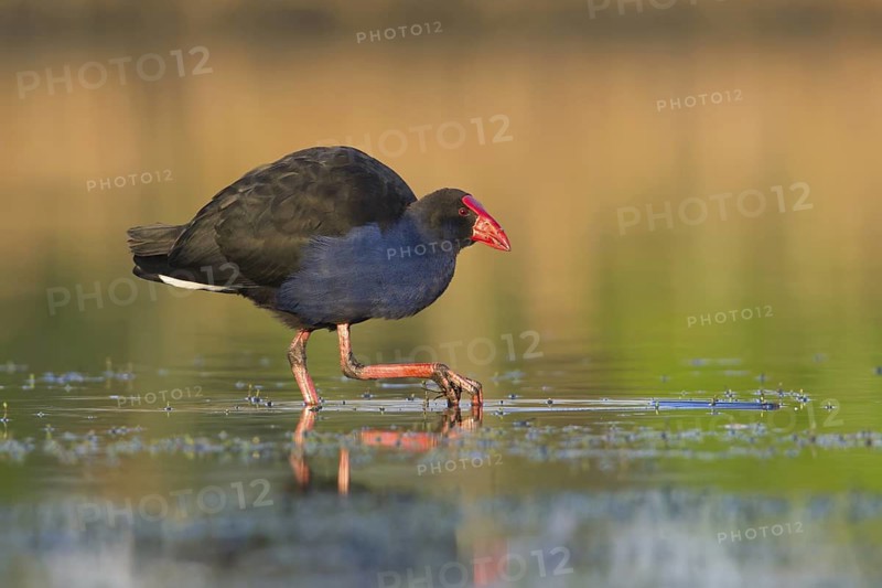 Australasian Swamphen (Porphyrio melanotus melanotus), Victoria, Australia