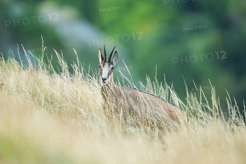 Chamois (Rupicapra rupicapra) on a meadow in the Vosges Mountains, wildlife, France