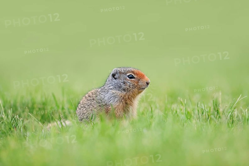 Columbia ground squirrel (Urocitellus columbianus, Spermophilus columbianus), juvenile, Waterton Lakes National Park, Alberta, Canada