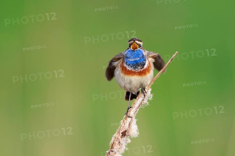 Bluethroat (Luscinia svecica cyanecula) male singing from cattail, Netherlands