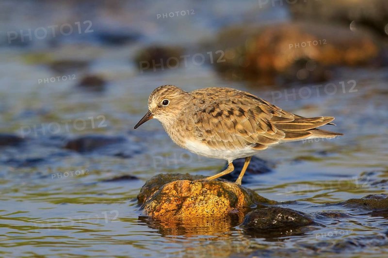 Temminck's Stint (Calidris temminckii), Greece