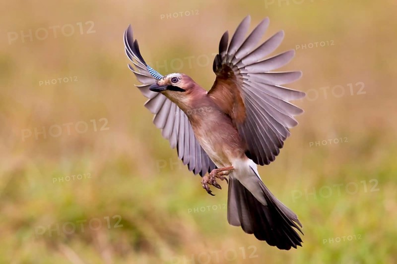Eurasian jay (Garrulus glandarius) Germany