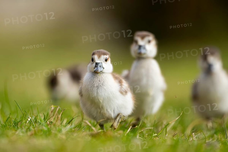 Egyptian goose (Alopochen aegyptiaca) cute chicks on a meadow at the shore of a lake, Bavaria, Germany