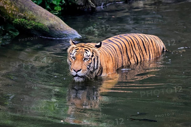 Malaysia tiger (Panthera tigris jacksoni), adult, in water, alert, Malaysia, Southeast Asia