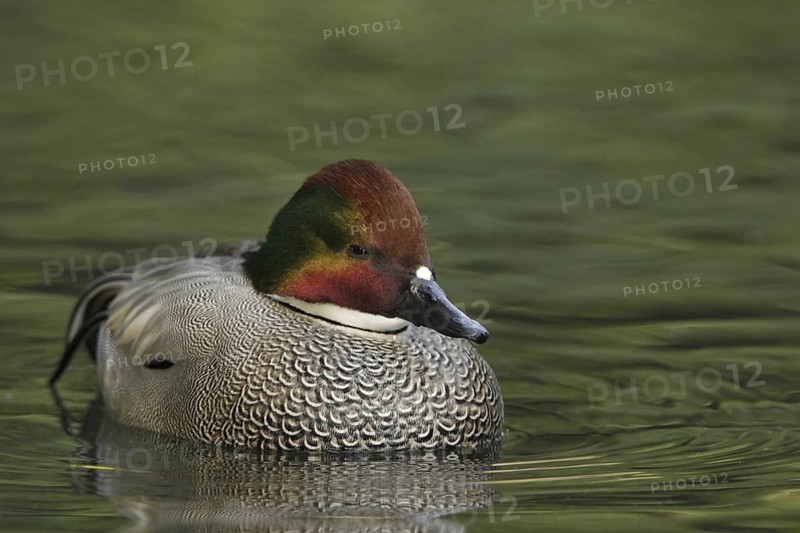 Falcated Duck (Mareca falcata) male, California, USA