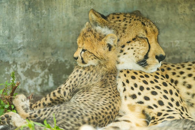 Cheetah (Acinonyx jubatus) mother with her youngster, captive, occurrence Africa
