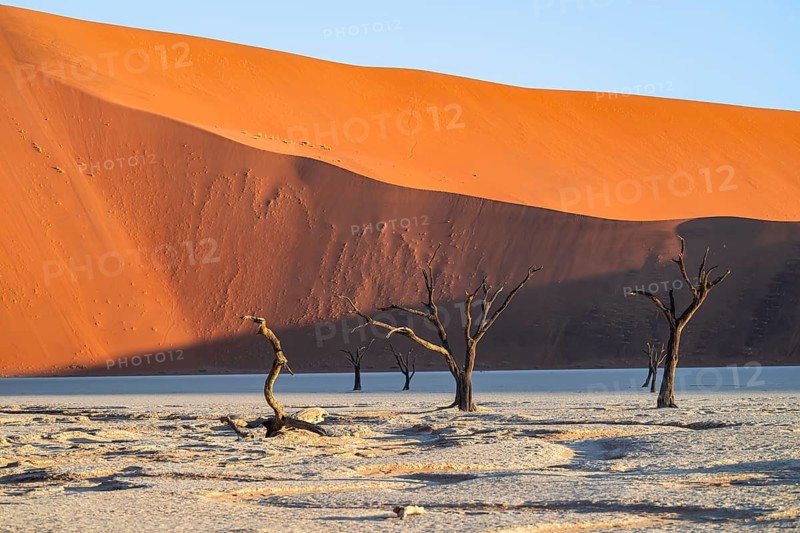 Dead camel thorn trees (Vachellia erioloba), red sand dunes, white salt pan, Dead Vlei, Sossusvlei, Namib Desert, Namib-Naukluft Park, Namibia