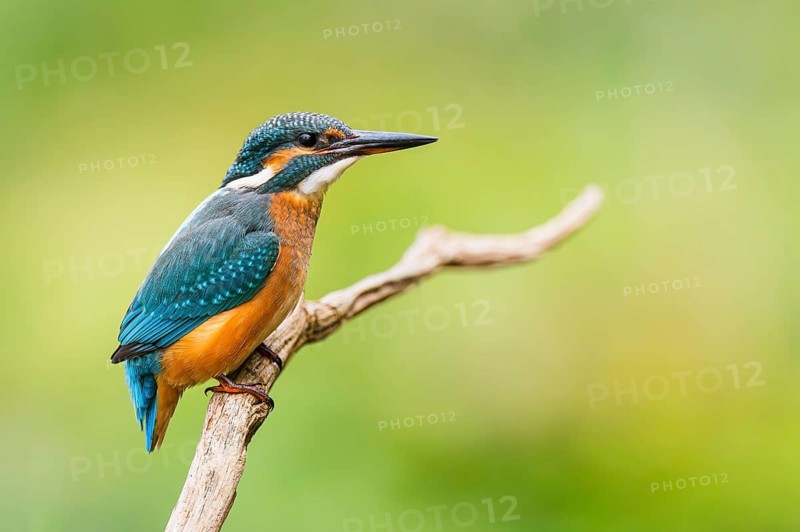 Common kingfisher (Alcedo atthis) sitting on an old wooden branch in late summer, wildife, Bavaria, Germany