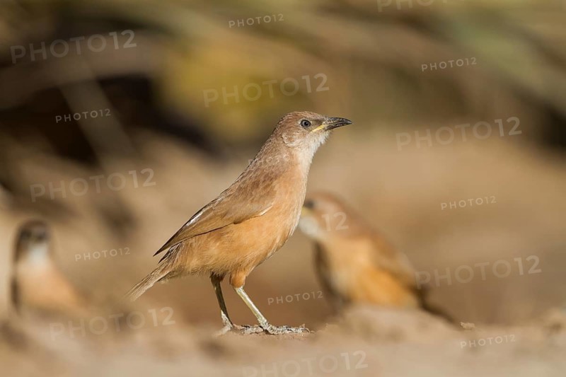 Fulvous Babbler - Akaziendrossling - Argya fulva ssp. maroccana, Morocco