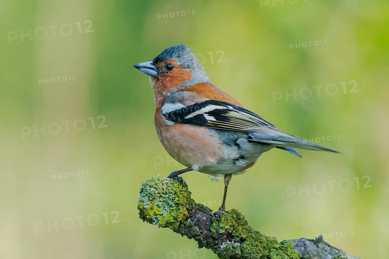 Common Chaffinch (Fringilla coelebs) male perched on a branch, Lower Saxony, Germany