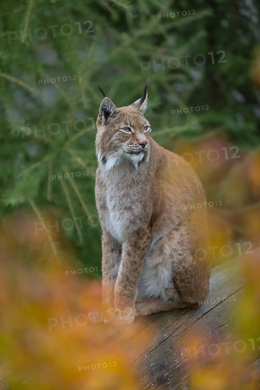 One Eurasian lynx, (Lynx lynx), sitting on fallen dead tree with a green natural background and autumnal leaves in the foreground