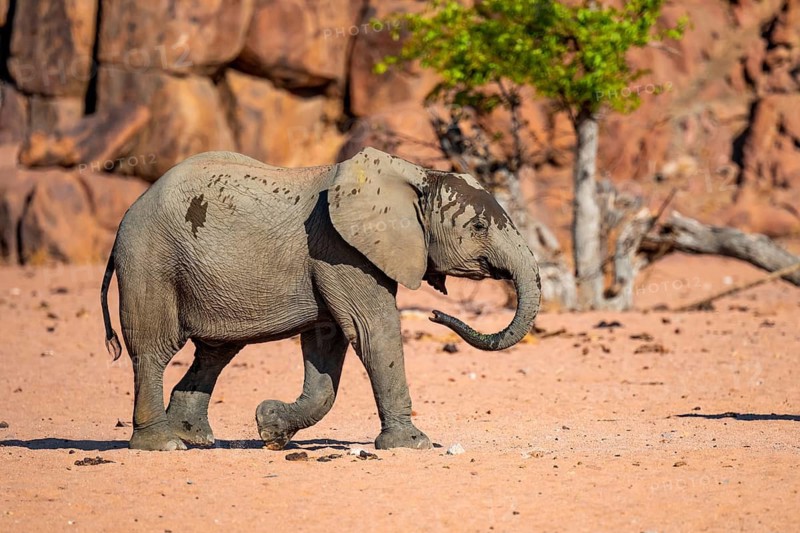 African elephant (Loxodonta africana), desert elephant, riverbed of the Ugab River, Damaraland, Kunene region, Namibia