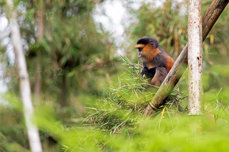 Golden monkey (Cercopithecus mitis kandti) in the bamboo forest, Virunga Volcanic Mountains, Parc National des Volcans, Volcanoes National Park, Rwanda