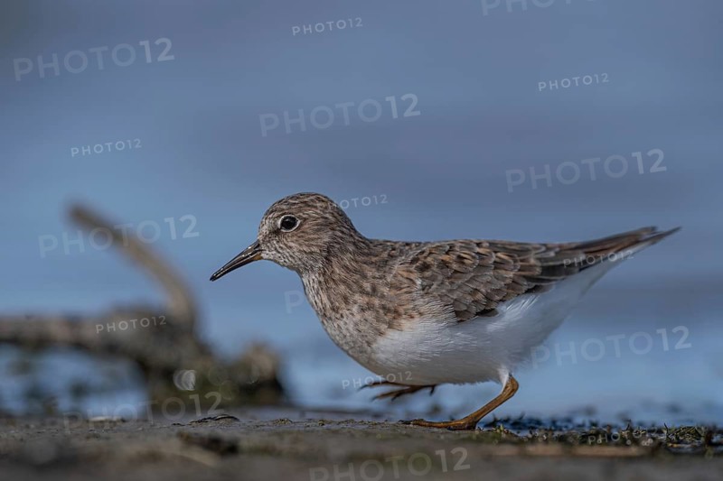 Temminck's Stint (Calidris temminckii) foraging, Schleswig-Holstein, Germany