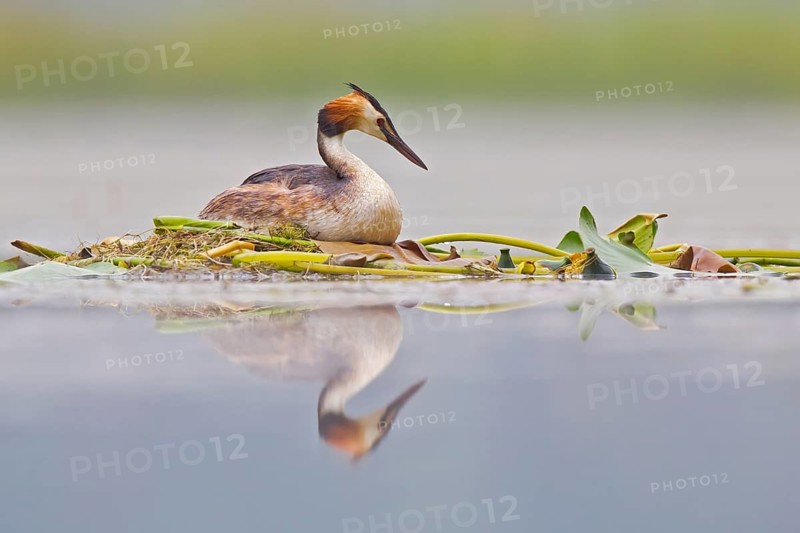 Great Crested Grebe (Podiceps cristatus) on nest, Bavaria, Germany