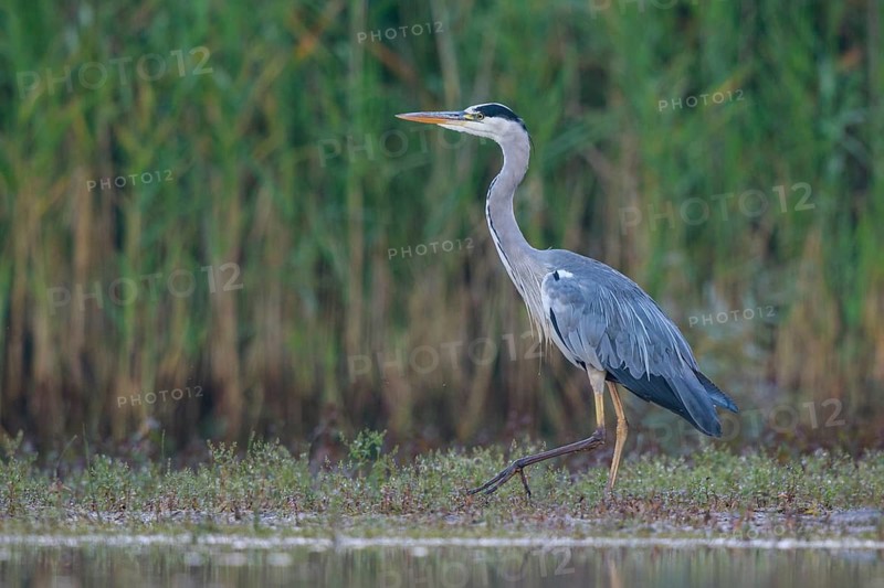 Grey Heron (Ardea cinerea) foraging, North Rhine-Westphalia, Germany