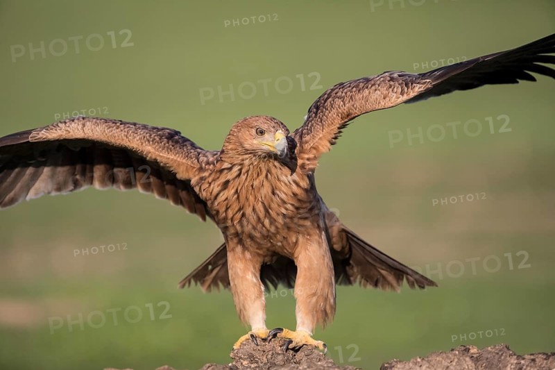 Juvenile Iberian Eagle (Aquila adalberti), Spanish imperial eagle, Extremadura, Castilla La Mancha, Spain