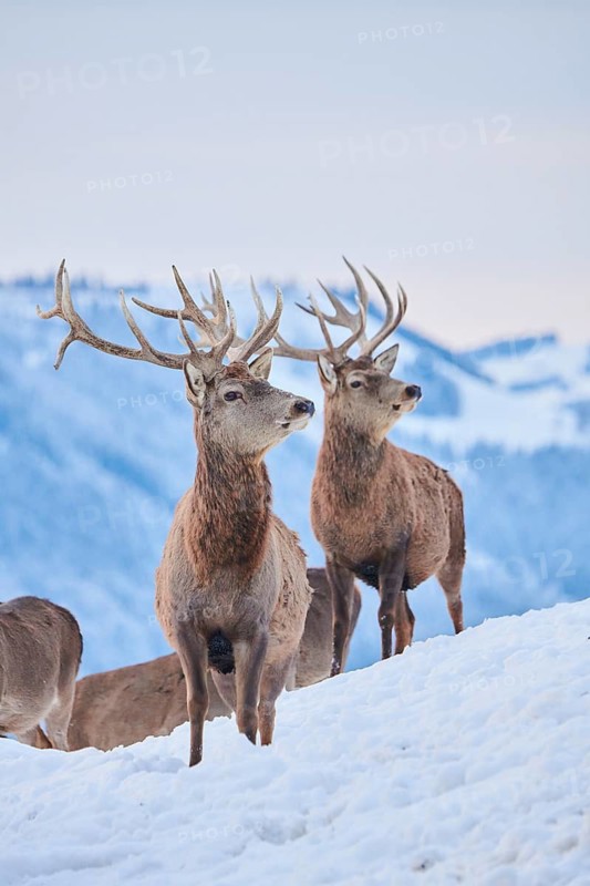 Red deer (Cervus elaphus) stags on a snowy meadow in the mountains in tirol, Kitzbühel, Wildpark Aurach, Austria