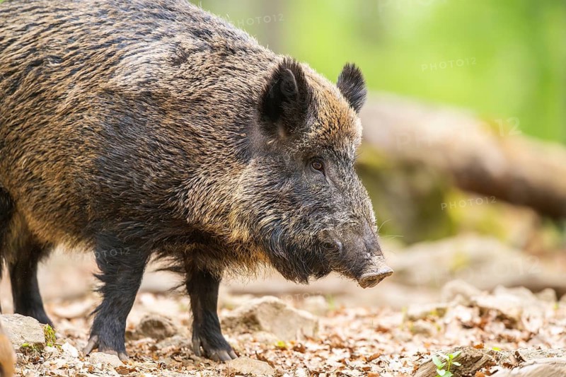 Wild boar (Sus scrofa) standing in a forest, Bavaria, Germany