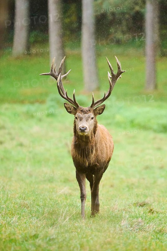 Red deer (Cervus elaphus) stag walking on a meadow, Bavaria, Germany