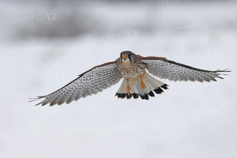 Kestrel (Falco tinnunculus) in the snow, Bitburg, Rhineland-Palatinate, Germany