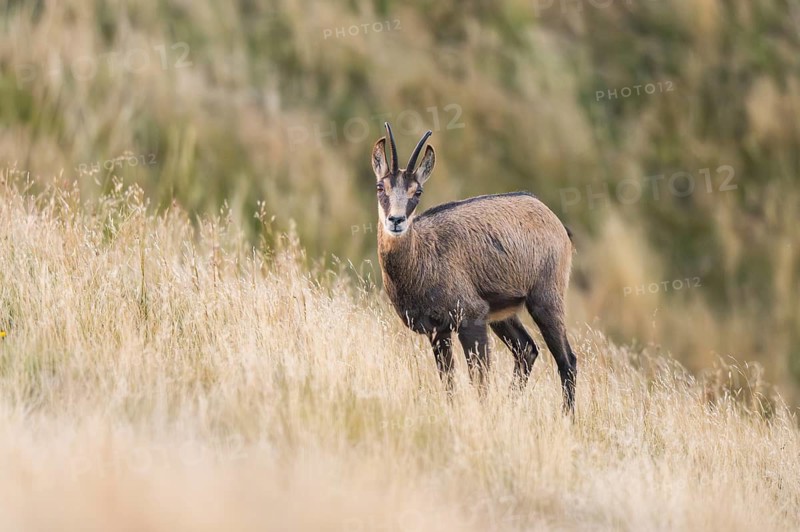 Chamois (Rupicapra rupicapra) on a meadow in the Vosges Mountains, wildlife, France