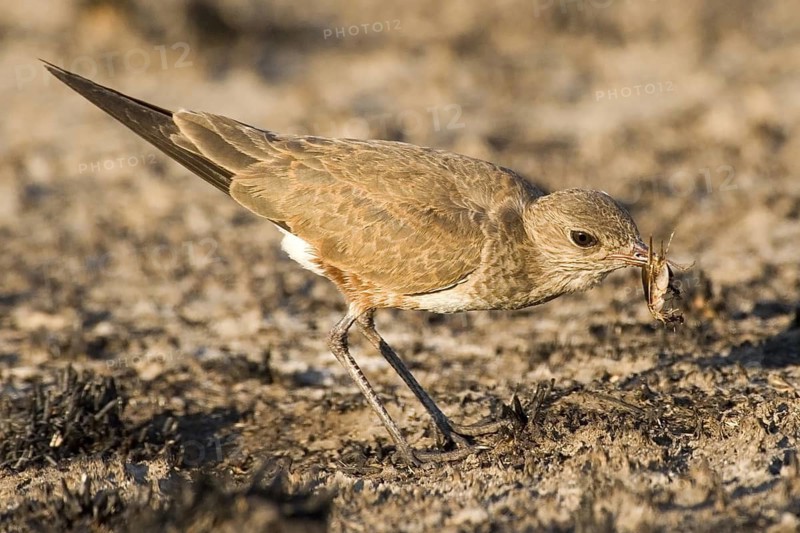 Australian Pratincole (Stiltia isabella), Western Australia, Australia