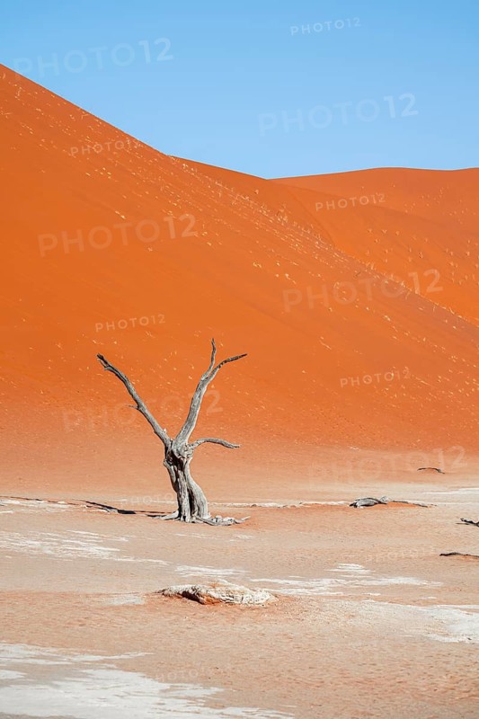 Dead camel thorn trees (Vachellia erioloba), red sand dunes, white salt pan, Dead Vlei, Sossusvlei, Namib Desert, Namib-Naukluft Park, Namibia