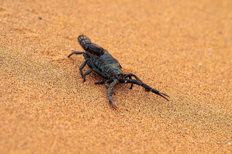 Black scorpion (Parabuthus villosus) running across sand, Namib Desert near Swakopmund, Namibia