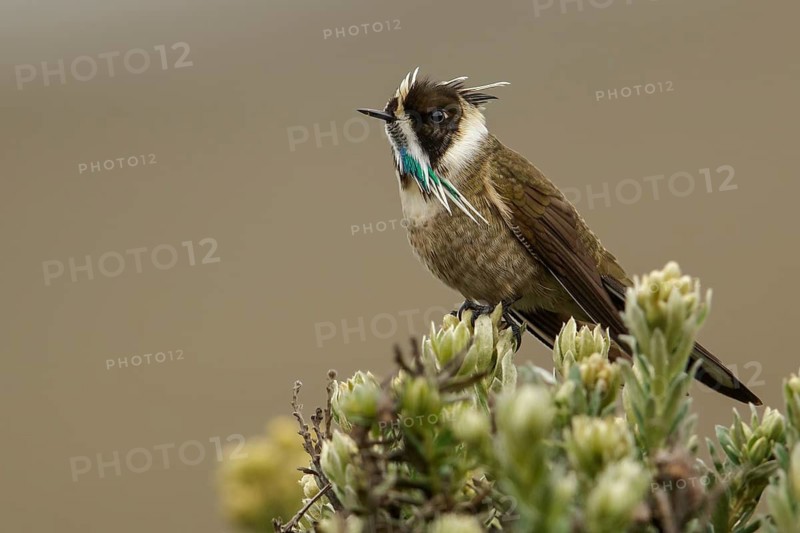 Green-bearded Helmetcrest (Oxypogon guerinii) perched on a branch in the Andes mountains in Colombia