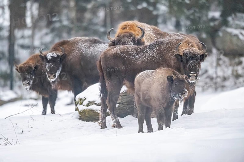 European bison (Bison bonasus) or Wisent standing on a meadow next to the forest in winter, snow, Bavaria, Germany