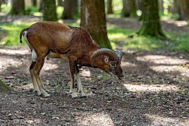 European mouflon (Ovis gmelini musimon), mouflon deer, male calling during the rutting season in a sunlit forest, sun rays penetrating through the trees, soft shadows, Poing Wildlife Park, Upper Bavaria, Bavaria, Germany