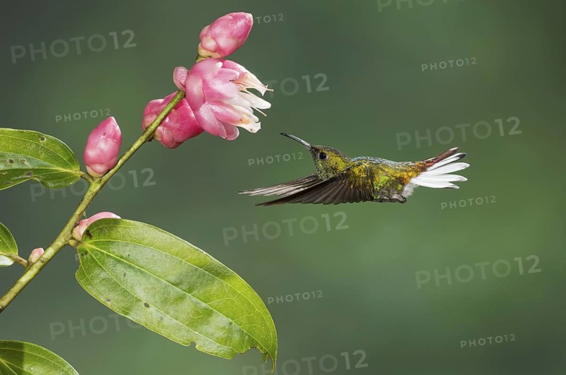 Coppery-headed Emerald (Elvira cupreiceps), Costa Rica