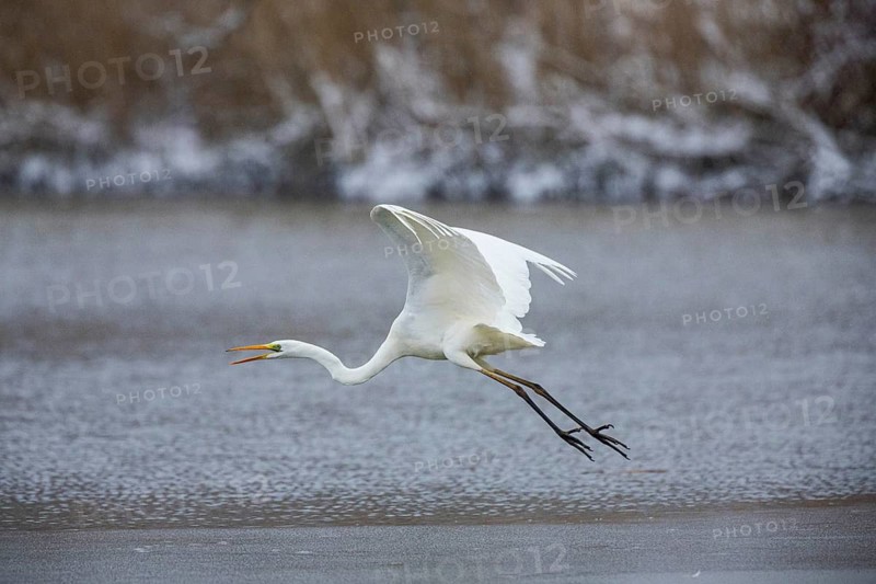 Great White Egret (Egretta alba) Germany