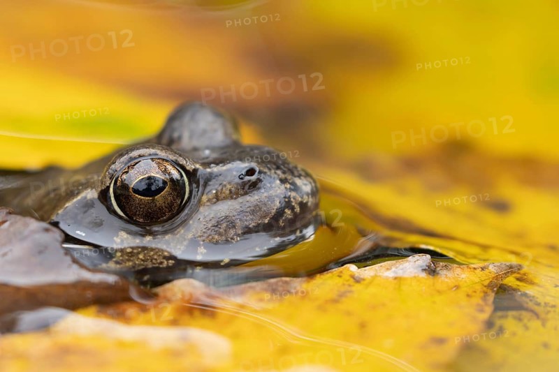 Common frog (Rana temporaria) adult amphibian in a garden pond with fallen autumn leaves on the surface of the water, Suffolk, England, United Kingdom