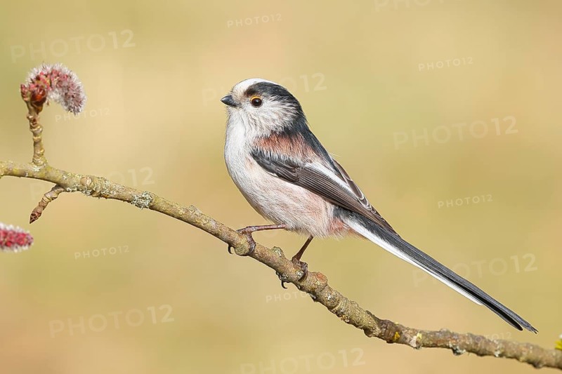 Long-tailed Tit (Aegithalos caudatus) sitting on a branch of a black poplar (Populus nigra), Wildlife, Animals, Birds, Tits, Siegerland, North Rhine-Westphalia, Germany