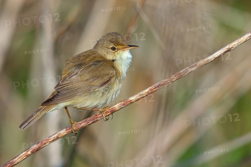 Reed Warbler, subspecies scirpaceus, (Acrocephalus scirpaceus scirpaceus), (Acrocephalus scirpaceus), animals, birds, songbirds, Hockenheim, Baden-Württemberg, Federal Republic of Germany