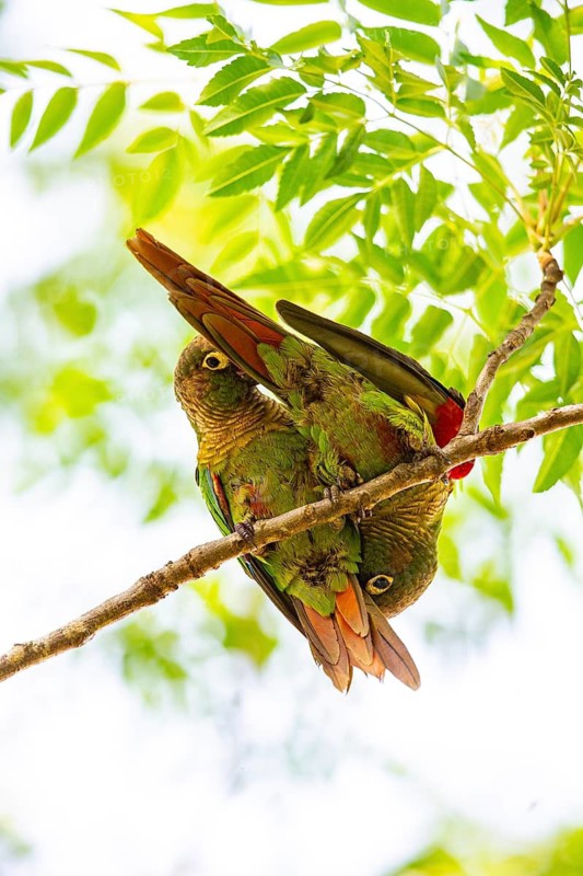 Deville Parakeet (Pyrrhura devillei) Pantanal Brazil