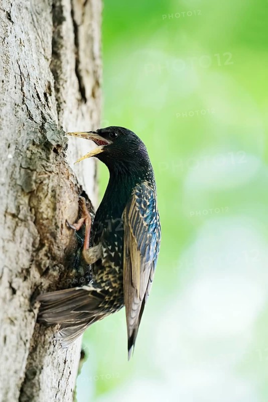 Starling (Sturnus vulgaris) at the breeding den, North Rhine-Westphalia, Germany