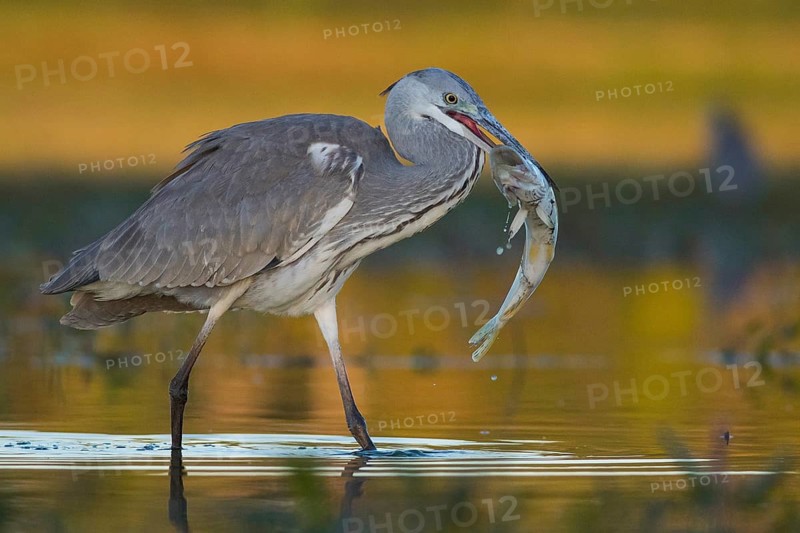 Grey Heron (Ardea cinerea) with fish prey in beak, Tiszaalpár, Hungary
