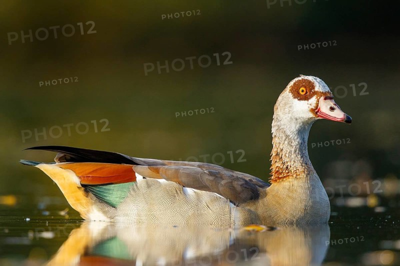 Egyptian Goose (Alopochen aegyptiaca), North Rhine-Westphalia, Germany