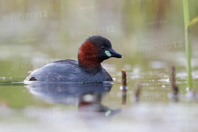 Little Grebe (Tachybaptus ruficollis), North Rhine-Westphalia, Germany
