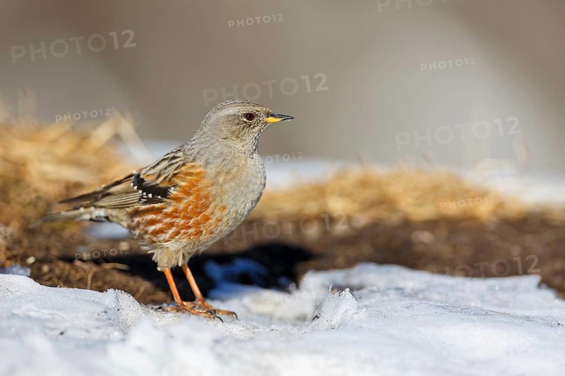 Alpine Accentor (Prunella collaris), Valais, Switzerland