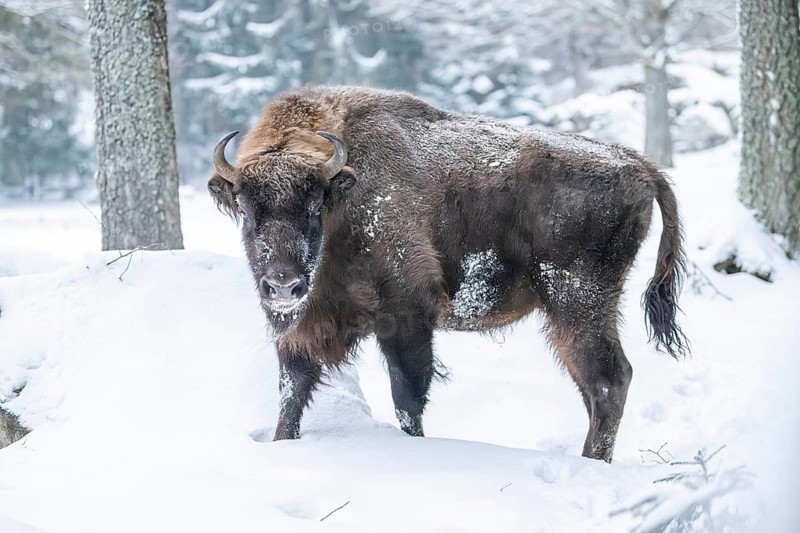 European bison (Bison bonasus) or Wisent standing on a meadow next to the forest in winter, snow, Bavaria, Germany