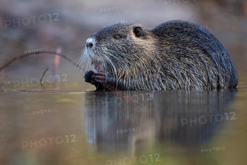 Nutria (Myocastor coypus) in a body of water, Osnabrück, Lower Saxony, Germany