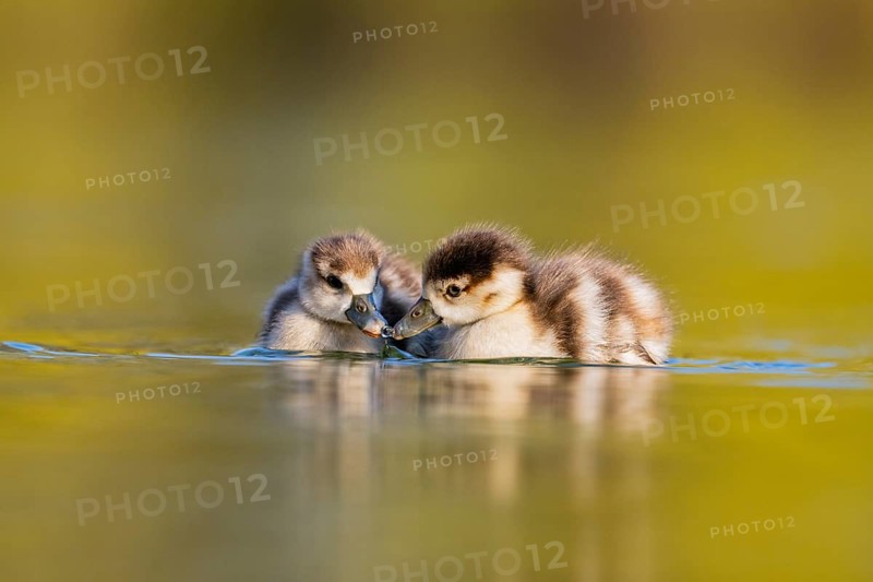 Egyptian goose (Alopochen aegyptiaca) chicks swimming on a lake, Bavaria, Germany
