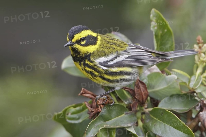 Townsend's Warbler (Setophaga townsendi), British Columbia, Canada