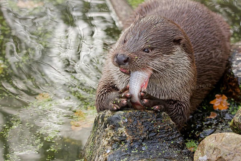 European otter (Lutra lutra) sitting on riverbank and holding a fish while feeding, close-up wildlife scene with wet fur, natural freshwater habitat, detailed portrait of predator behavior, calm water surface in background, high detail nature photography, Poland