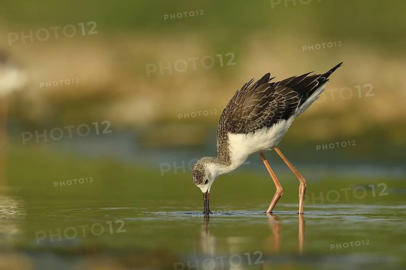 Black-winged Stilt (Himantopus himantopus) juvenile foraging, Piedmont, Italy