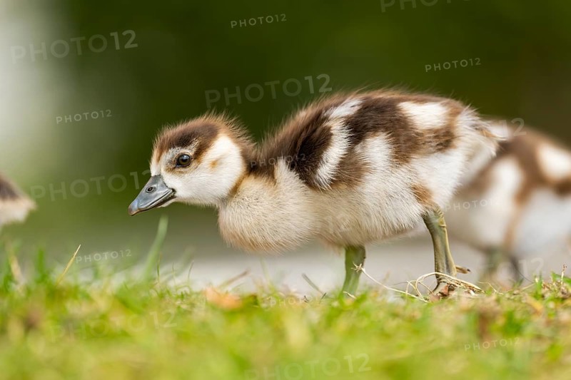 Egyptian goose (Alopochen aegyptiaca) cute chick on a meadow at the shore of a lake, Bavaria, Germany